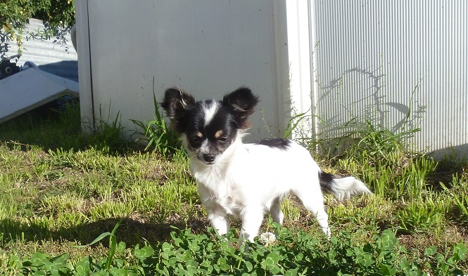 Celaya - Chihuahua - Portée née le 01/05/2013